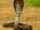 Indian Cobra