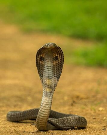 Indian cobra - Wikipedia