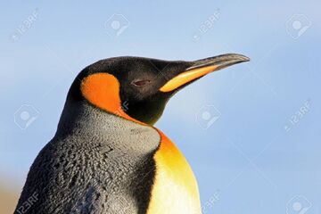 King penguin - Wikipedia