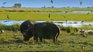Africa's Wild Year (2021)