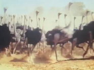 Below The Sahara (1953)