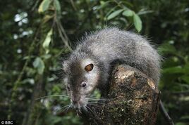 Bosavi Woolly Rat