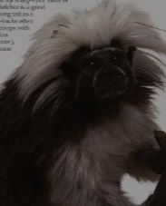 Cotton-top tamarin - Wikipedia