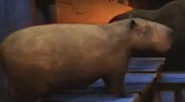 Noah's Ark (2024)