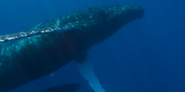 Our Oceans (2024)