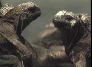 Really Wild Animals (1993-1998)
