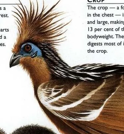 Hoatzin, Weird n' Wild Creatures Wiki