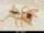 Camel Spider