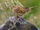 Common Grasshopper Warbler