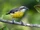 Bananaquit