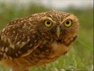 Anacondas with Nigel Marven (2003)