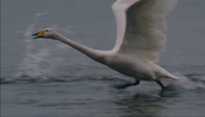 Animals in Love (2007)