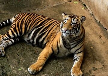 What Is a Bengal Tiger?, Teaching Wiki