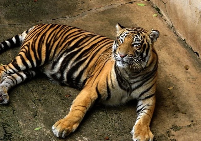 Bengal Tiger, Animals Wiki