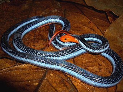 Habitat da cobra azul da Malásia. O nome científico desta bela cobra é  Calliophis bivirgatus.