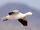 Snow Goose