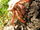 Caribbean Hermit Crab