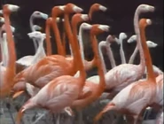 Elmo's World (1998-present)