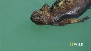Everything You Didn't Know About Animals (2015)