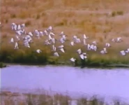 Nukie (1987)