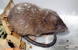 Peruvian Fish-eating Rat