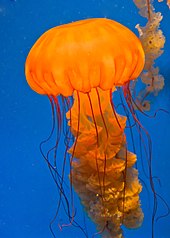 Atlantic Sea Nettle | NatureRules1 Wiki | Fandom