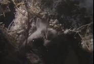 Amazing Animals (1996-1999)