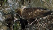 Eagle Island (2005)