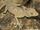 Hasselquist's Fan-footed Gecko