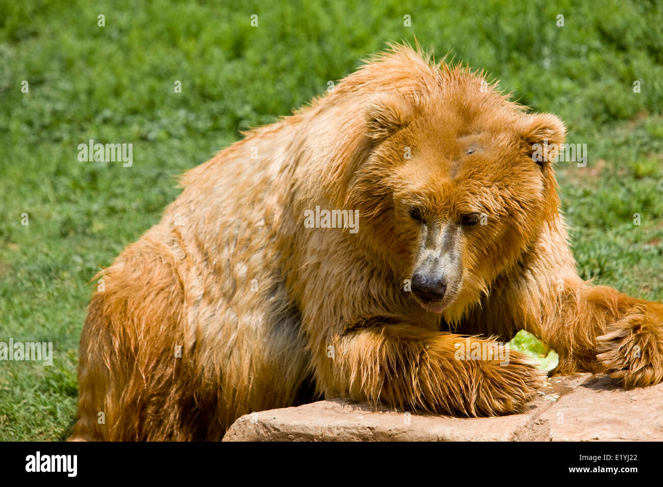 Kodiak bear - Wikipedia