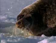 Realm of the Great White Bear (1997)