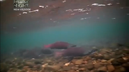 River Monsters (2009-2017)