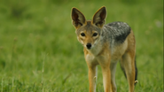 Serengeti (2019)