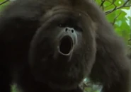 Talking with Animals (2002)