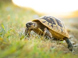 Tortoise, Hermann's