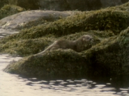 Wild Guess (1988)
