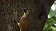 Wild Wood (2004)
