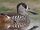 Pink-eared Duck