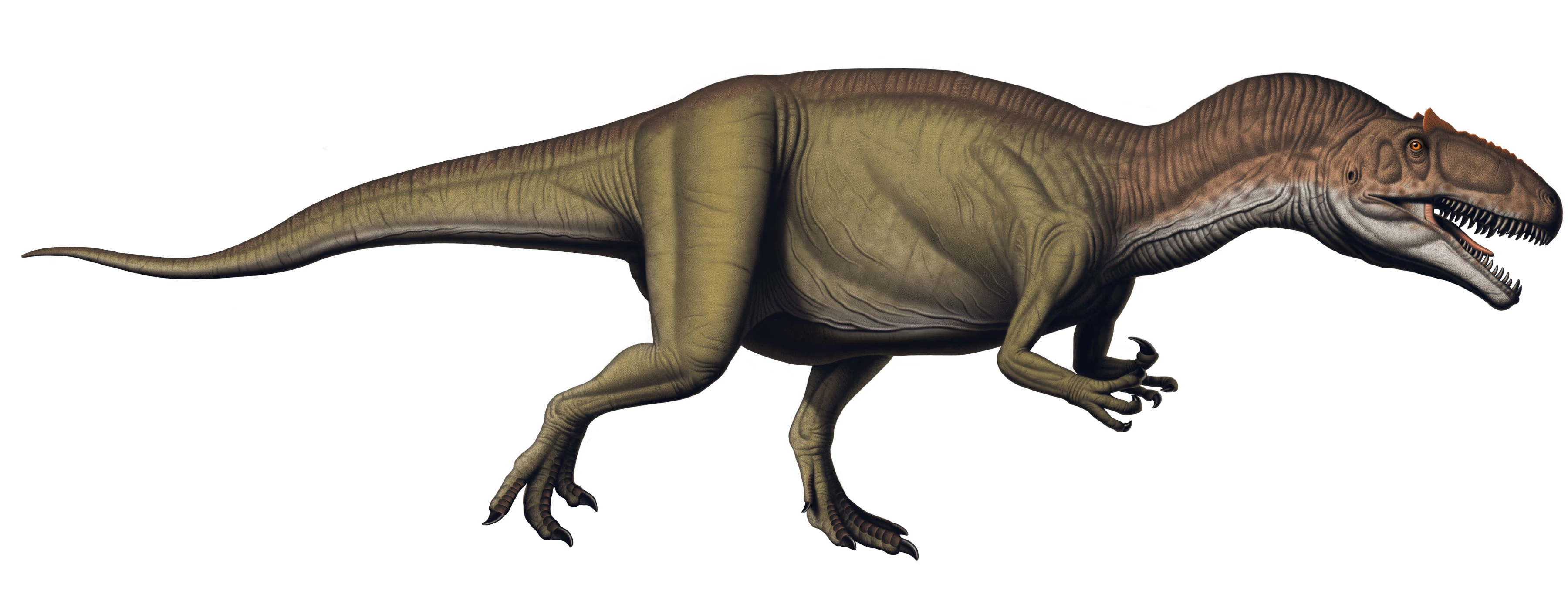 Allosaurus | NatureRules1 Wiki | Fandom