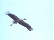 Amazing Animals (1996-1999)