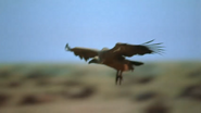 Amazing Journeys (1999)