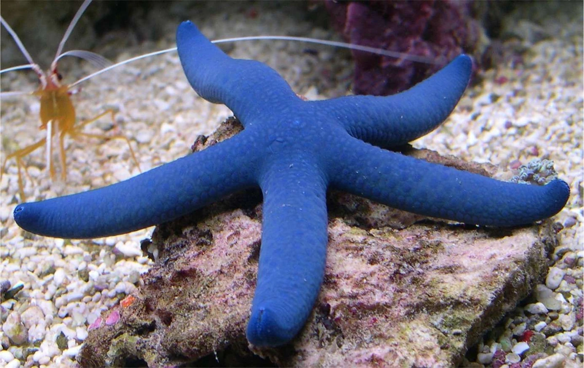 Blue Linckia Starfish | NatureRules1 Wiki | Fandom