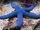 Blue Linckia Starfish