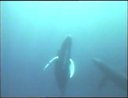 Cuddly Sharks (1996)