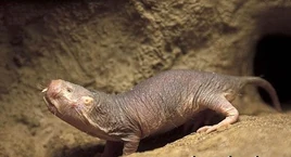 Heterocephalus-glaber-lifestyle-and-habitat-heterocephalus-glaber-1