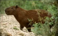 Capybara - WorldAtlas