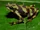 Variable Harlequin Frog