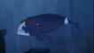 Bowhead Whale
