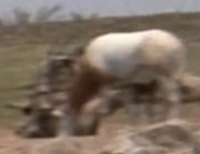 The World's Greatest Athlete (1973)