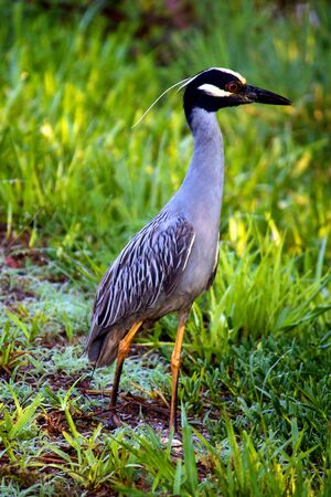 Yellow crowned night hot sale heron
